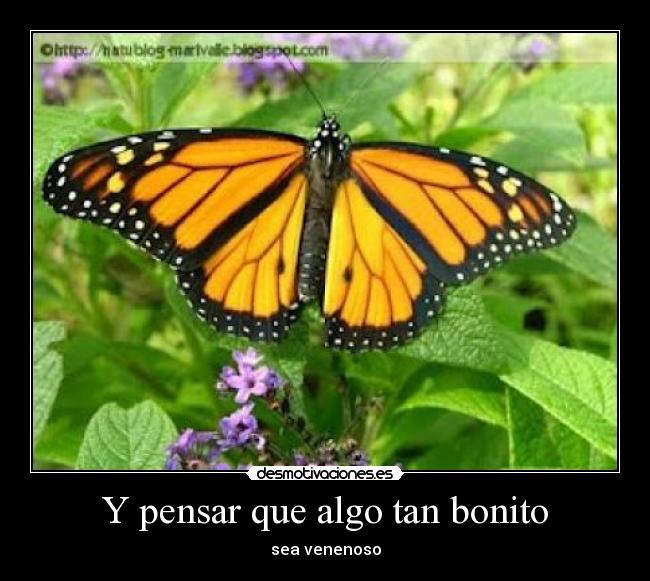 Y pensar que algo tan bonito -