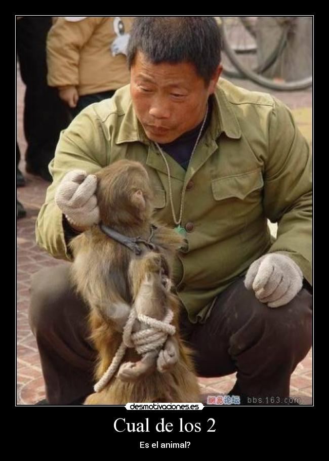 Cual de los 2 - Es el animal?