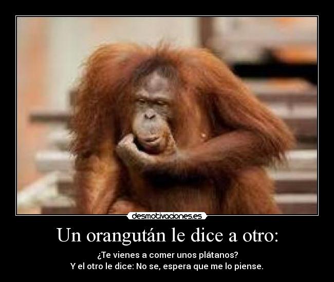 Un orangután le dice a otro: - ¿Te vienes a comer unos plátanos?
Y el otro le dice: No se, espera que me lo piense.