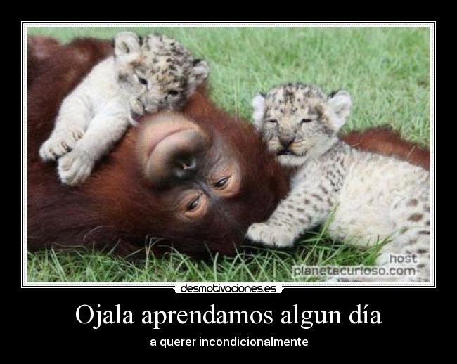 Ojala aprendamos algun día - a querer incondicionalmente