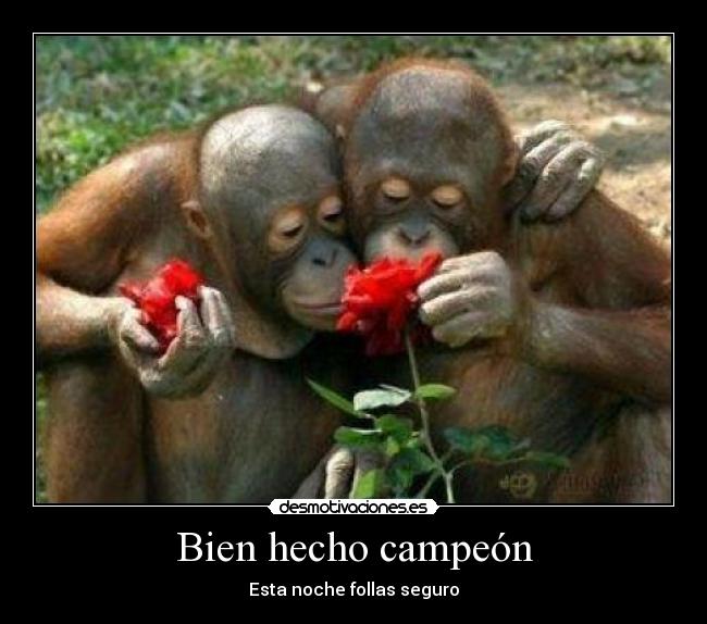 Bien hecho campeón - Esta noche follas seguro