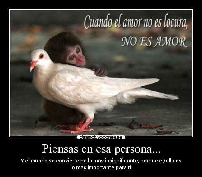 carteles amor mono paloma desmotivaciones
