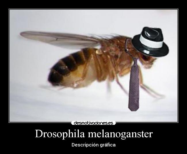 Drosophila melanoganster - Descripción gráfica