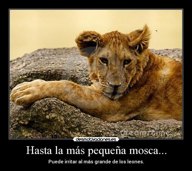 Hasta la más pequeña mosca... - Puede irritar al más grande de los leones.