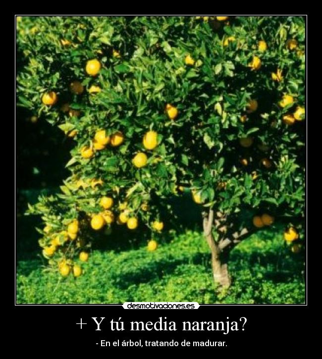 + Y tú media naranja? - - En el árbol, tratando de madurar.