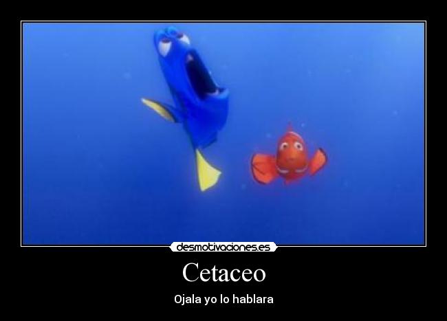 Cetaceo - Ojala yo lo hablara