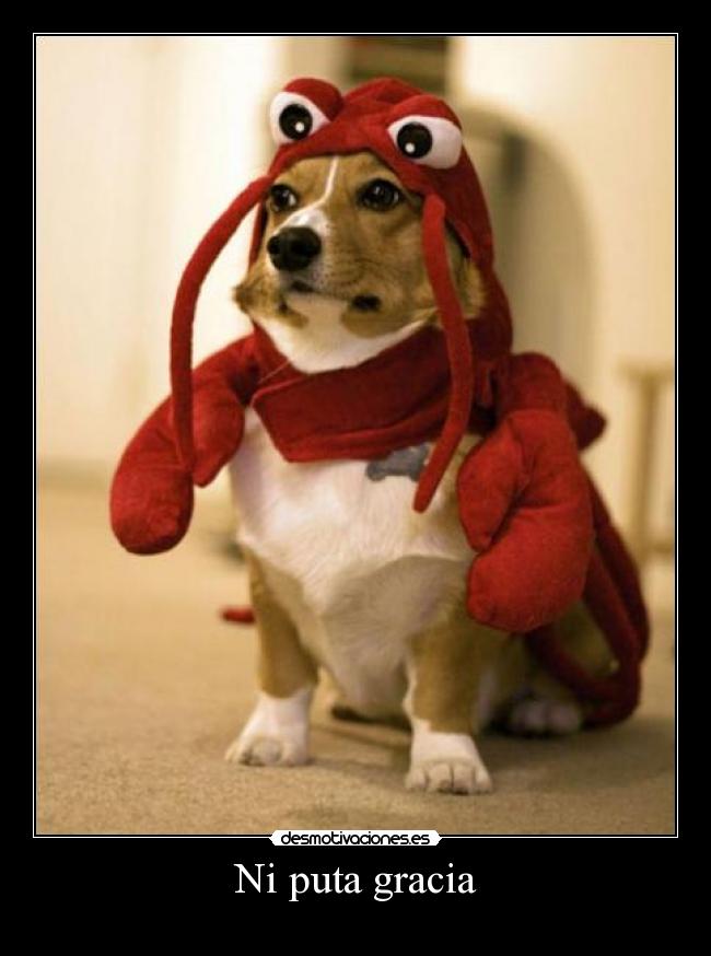 Ni puta gracia -