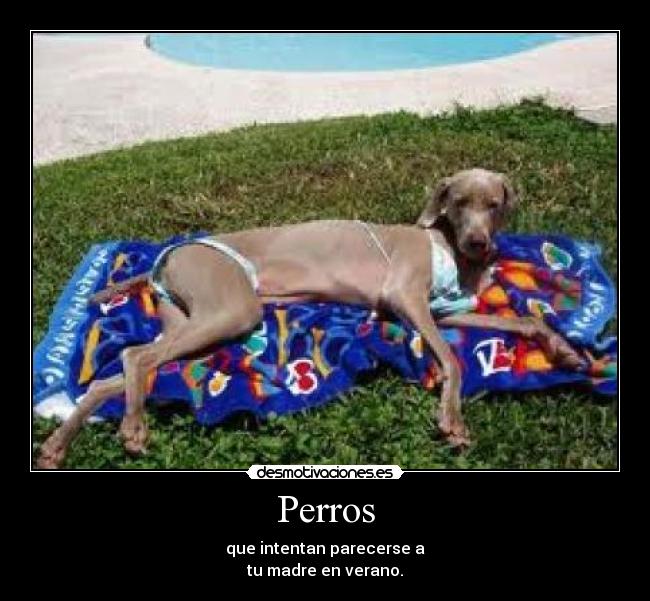 Perros - que intentan parecerse a
tu madre en verano.