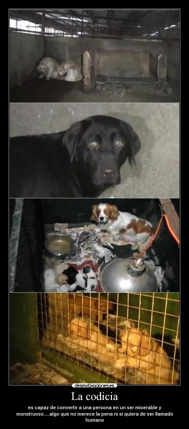 La codicia - es capaz de convertir a una persona en un ser miserable y
monstruoso.....algo que no merece la pena ni si quiera de ser llamado
humano