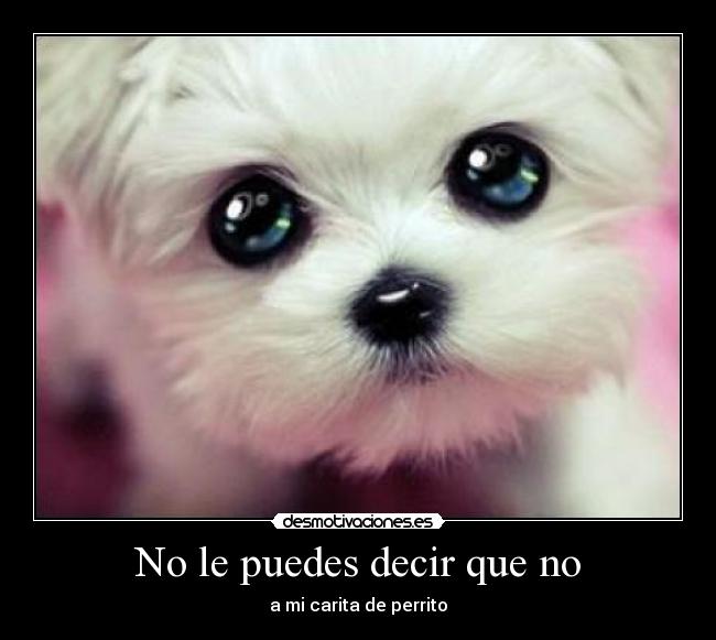 No le puedes decir que no - a mi carita de perrito