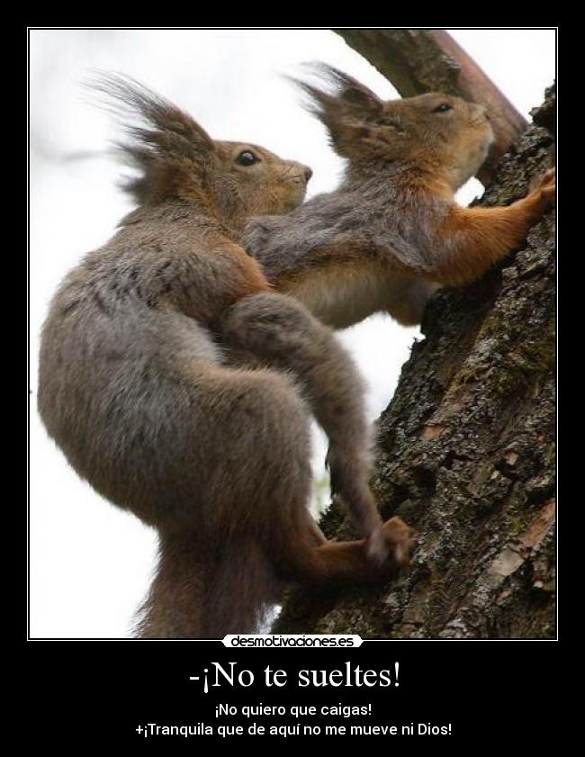 carteles eften ardillas follando desmotivaciones