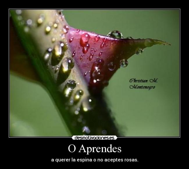 O Aprendes - 