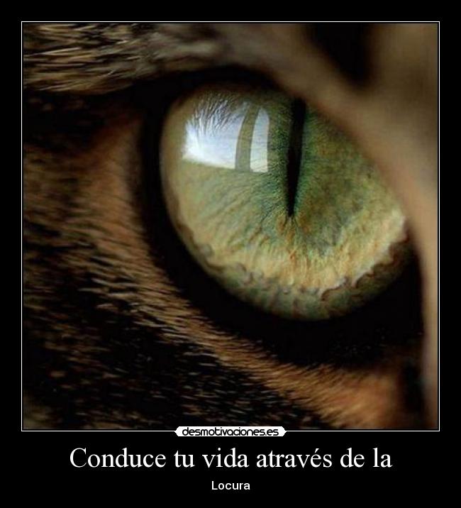 Conduce tu vida através de la - Locura