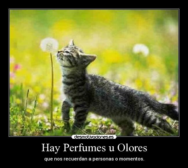 Hay Perfumes u Olores - 