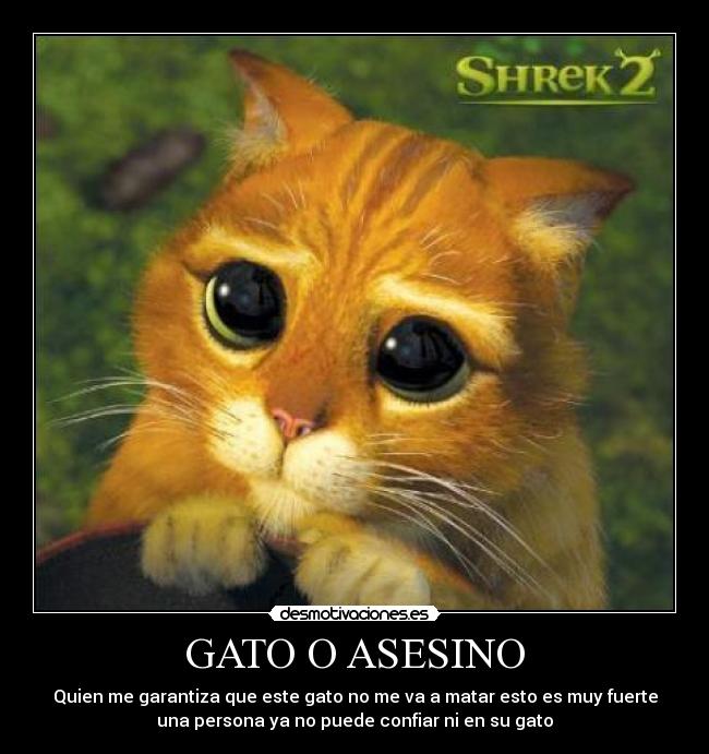 GATO O ASESINO - Quien me garantiza que este gato no me va a matar esto es muy fuerte
una persona ya no puede confiar ni en su gato