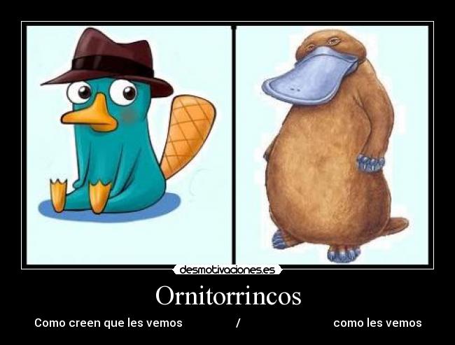 Ornitorrincos -