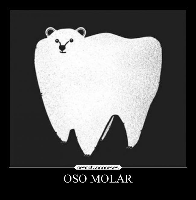 OSO MOLAR - 
