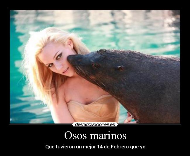 Osos marinos -
