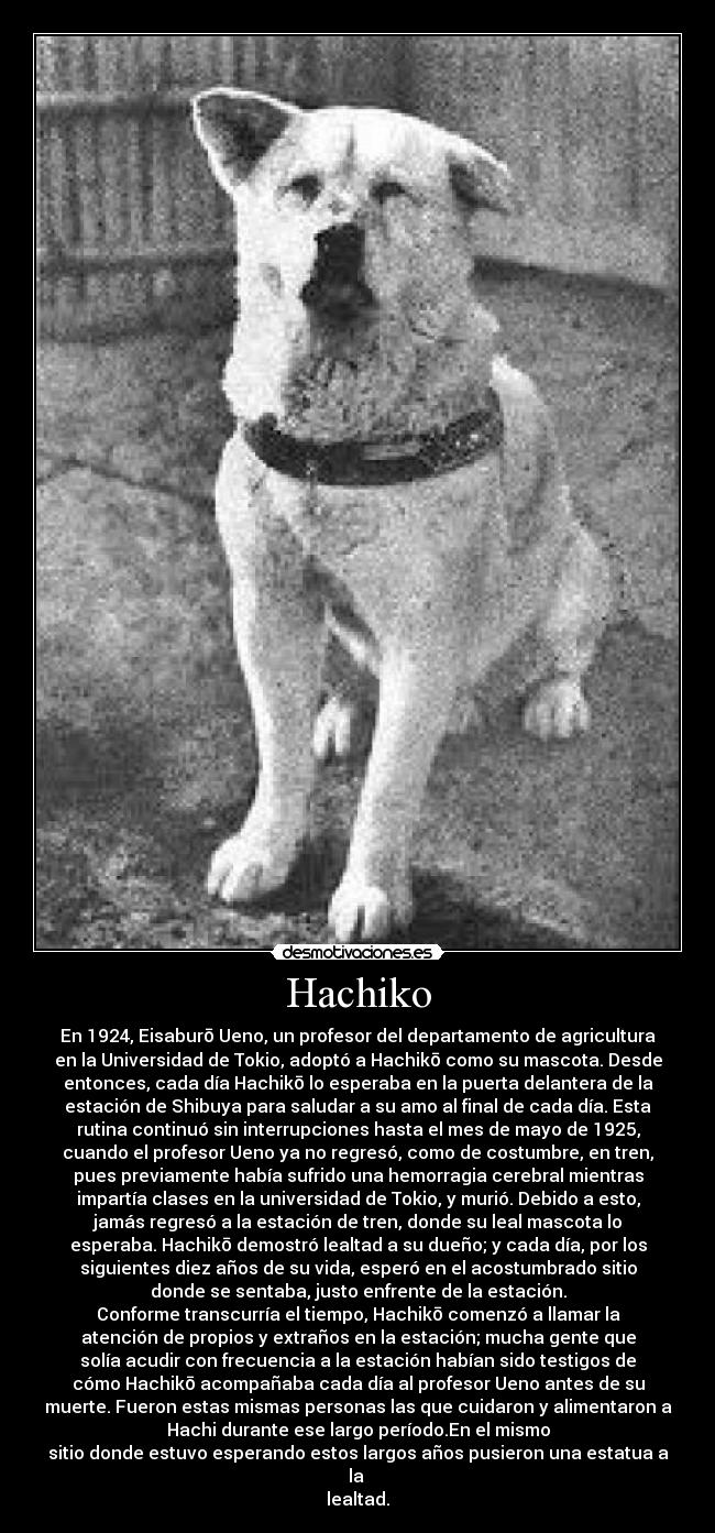 Hachiko - En 1924, Eisaburō Ueno, un profesor del departamento de agricultura
en la Universidad de Tokio, adoptó a Hachikō como su mascota. Desde
entonces, cada día Hachikō lo esperaba en la puerta delantera de la
estación de Shibuya para saludar a su amo al final de cada día. Esta
rutina continuó sin interrupciones hasta el mes de mayo de 1925,
cuando el profesor Ueno ya no regresó, como de costumbre, en tren,
pues previamente había sufrido una hemorragia cerebral mientras
impartía clases en la universidad de Tokio, y murió. Debido a esto,
jamás regresó a la estación de tren, donde su leal mascota lo
esperaba. Hachikō demostró lealtad a su dueño; y cada día, por los
siguientes diez años de su vida, esperó en el acostumbrado sitio
donde se sentaba, justo enfrente de la estación.
Conforme transcurría el tiempo, Hachikō comenzó a llamar la
atención de propios y extraños en la estación; mucha gente que
solía acudir con frecuencia a la estación habían sido testigos de
cómo Hachikō acompañaba cada día al profesor Ueno antes de su
muerte. Fueron estas mismas personas las que cuidaron y alimentaron a
Hachi durante ese largo período.En el mismo
sitio donde estuvo esperando estos largos años pusieron una estatua a
la
lealtad.