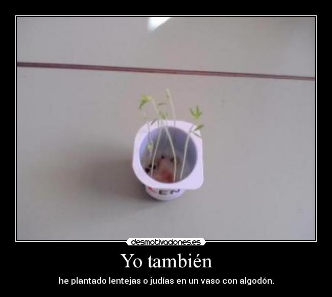 Yo también - he plantado lentejas o judías en un vaso con algodón.