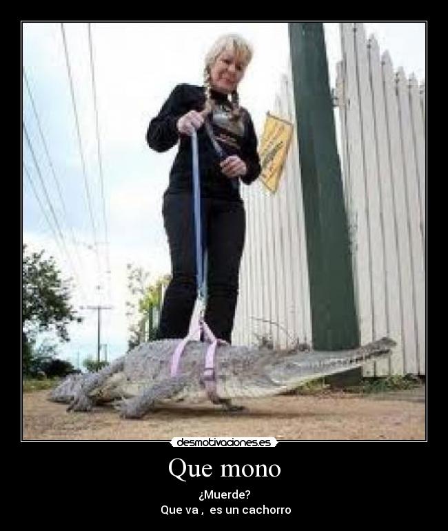 Que mono - 