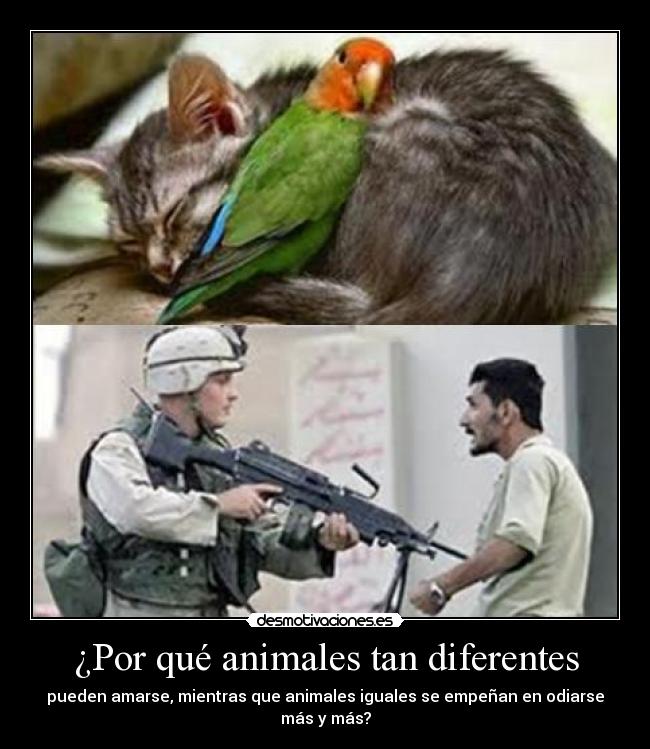 ¿Por qué animales tan diferentes - 
