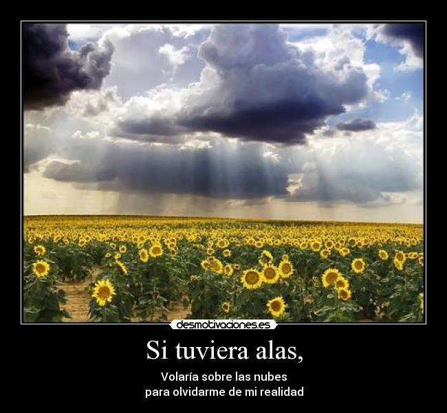 Seguidores