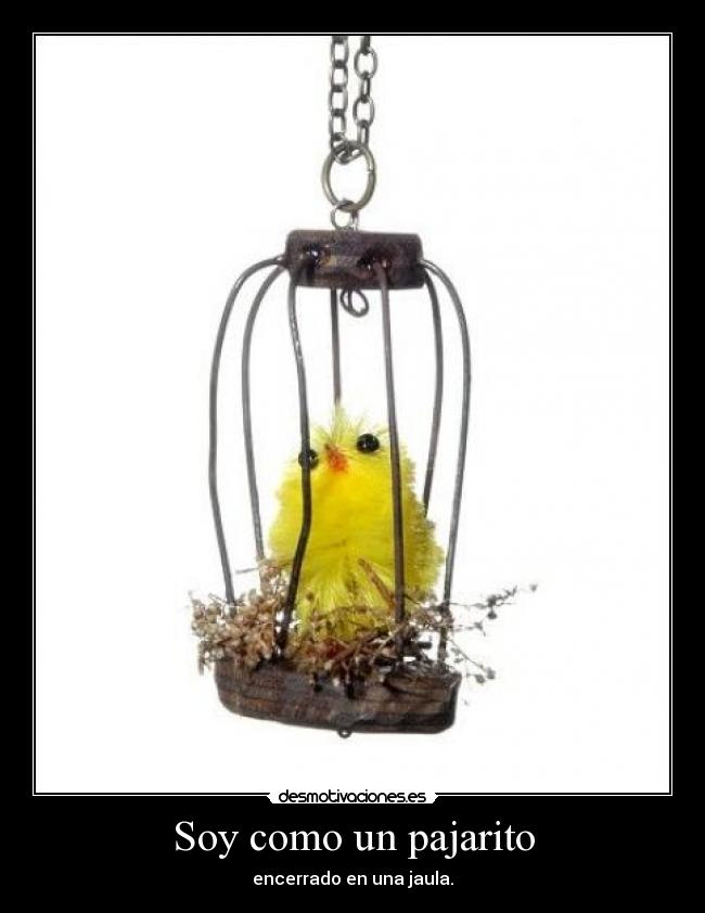 Soy como un pajarito -