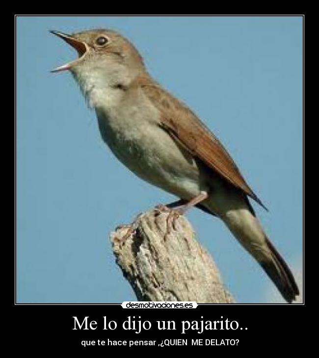 Me lo dijo un pajarito.. - que te hace pensar ,¿QUIEN  ME DELATO?