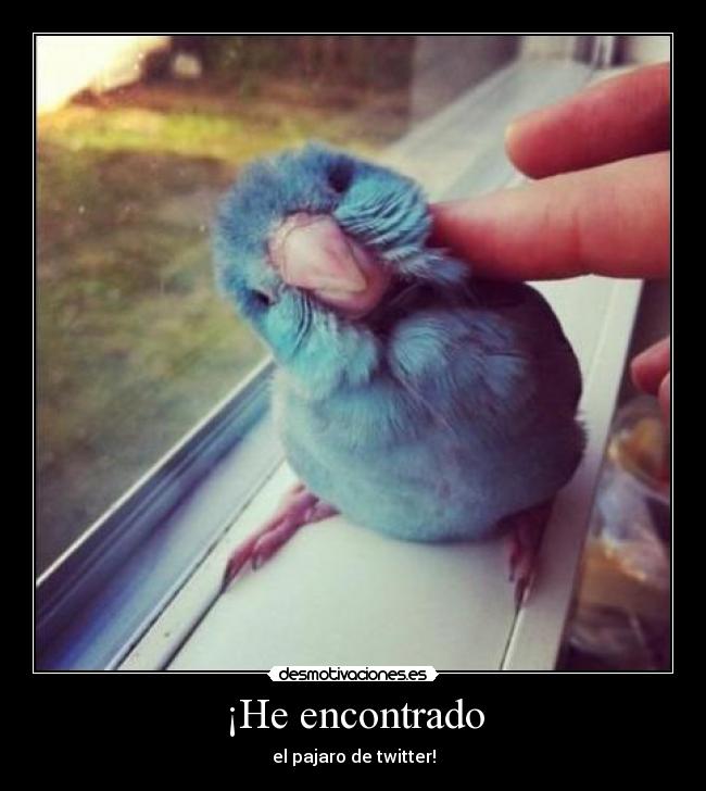 ¡He encontrado - el pajaro de twitter!