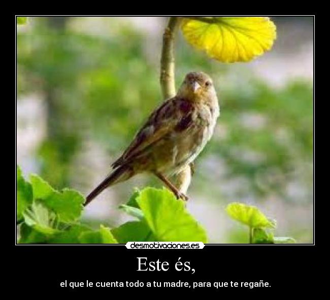 Este és, - el que le cuenta todo a tu madre, para que te regañe.