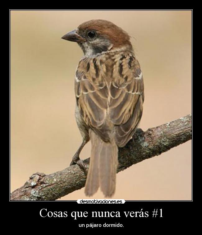 Cosas que nunca verás #1 - un pájaro dormido.