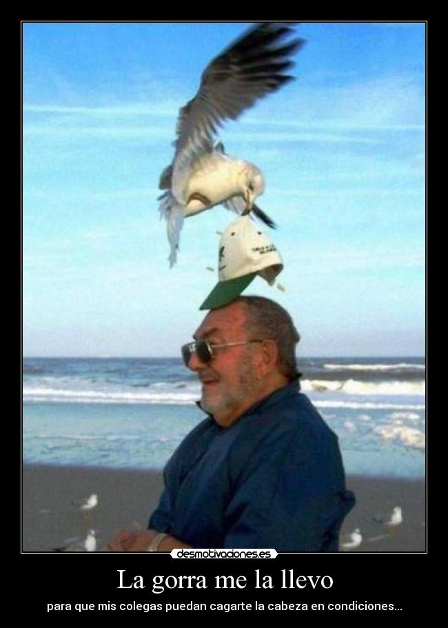 carteles palomas hijoputas efejota desmotivaciones