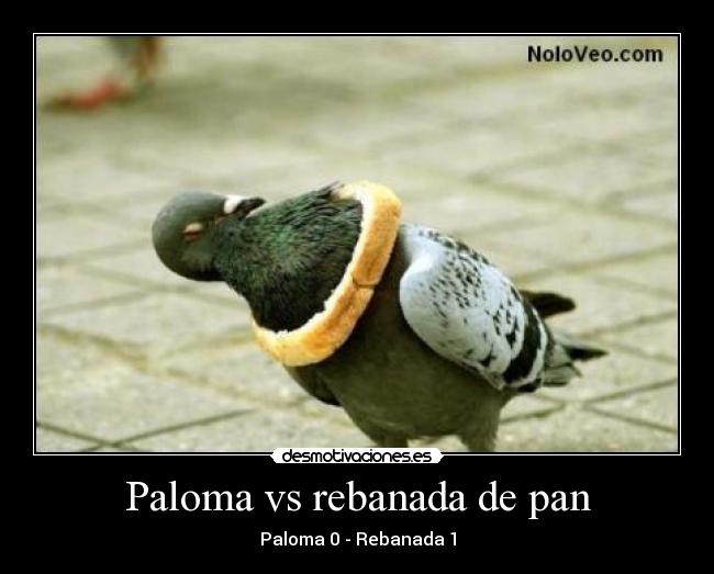 Paloma vs rebanada de pan -