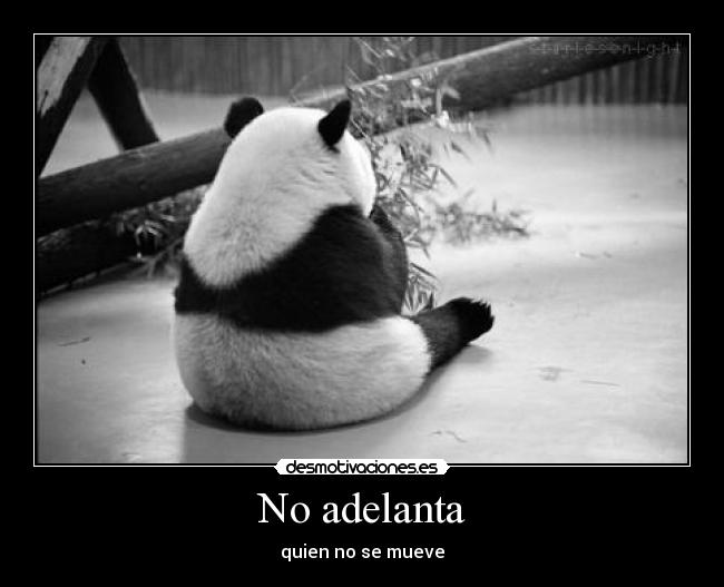 carteles que esperas tienes que ser unicamente quien quieras pene panda manitolove noaismysky desmotivaciones