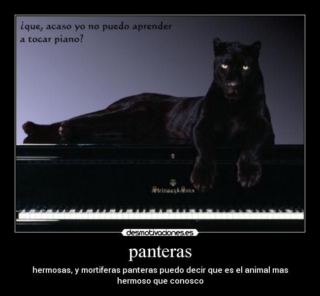 panteras - hermosas, y mortiferas panteras puedo decir que es el animal mas
hermoso que conosco