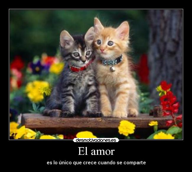 El amor -