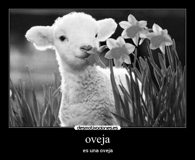 carteles dreadk ayer fue miercoles weed fumao una oveja quien diga contrario vera desmotivaciones