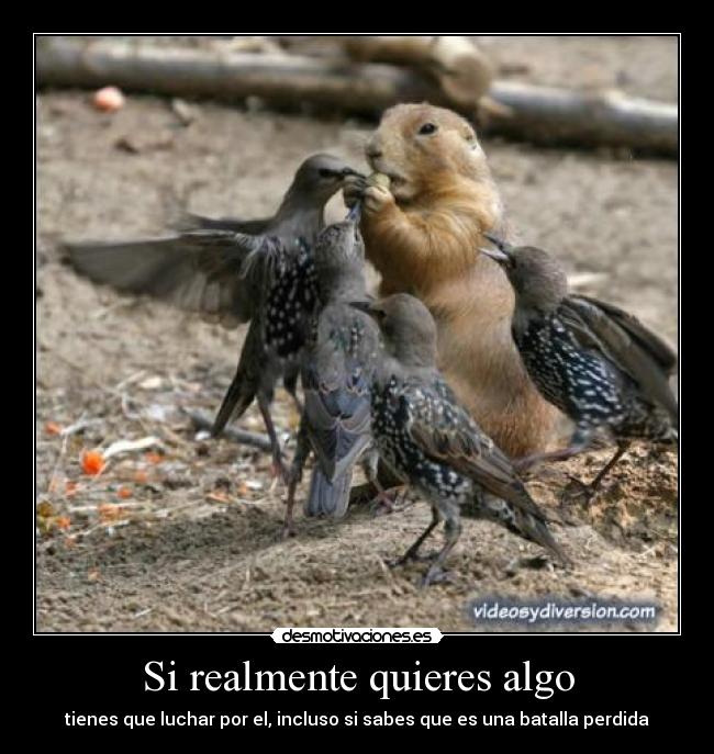 Si realmente quieres algo - tienes que luchar por el, incluso si sabes que es una batalla perdida