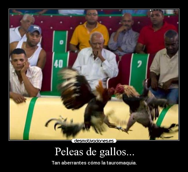 Peleas de gallos... -