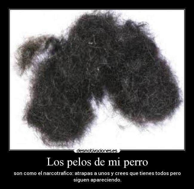 carteles los pelos perro narco esquina compa uranio etc desmotivaciones