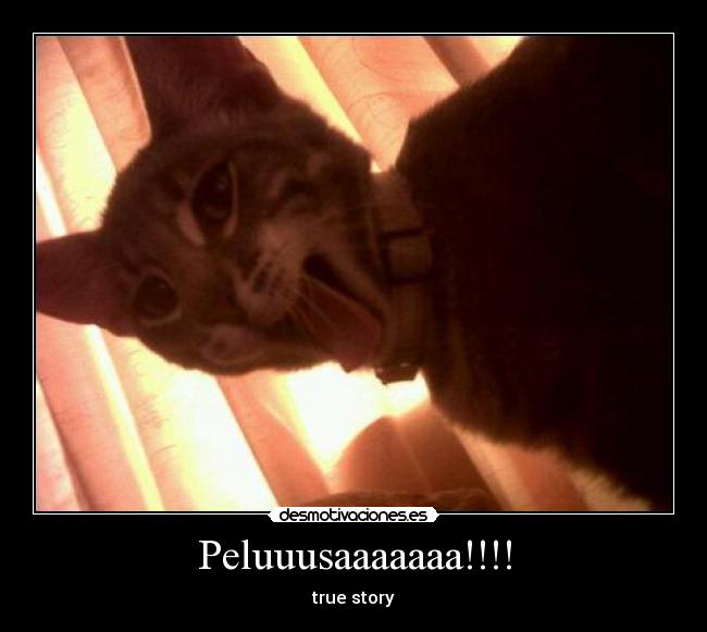 Peluuusaaaaaaa!!!! - true story