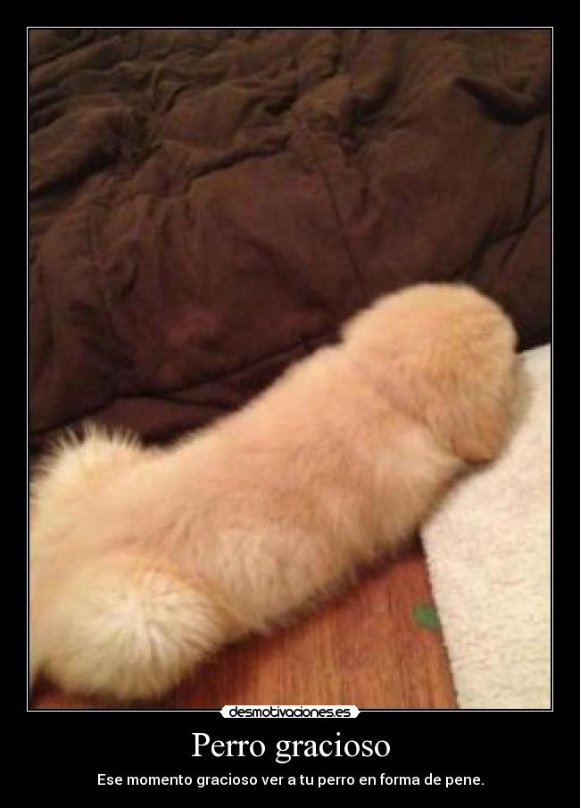 Perro gracioso - Ese momento gracioso ver a tu perro en forma de pene.