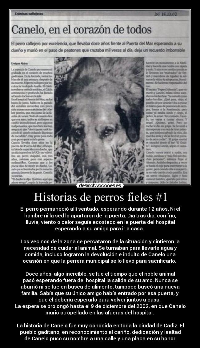 Historias de perros fieles #1 - El perro permaneció allí sentado, esperando durante 12 años. Ni el
hambre ni la sed lo apartaron de la puerta. Día tras día, con frío,
lluvia, viento o calor seguía acostado en la puerta del hospital
esperando a su amigo para ir a casa. 

Los vecinos de la zona se percataron de la situación y sintieron la
necesidad de cuidar al animal. Se turnaban para llevarle agua y
comida, incluso lograron la devolución e indulto de Canelo una
ocasión en que la perrera municipal se lo llevó para sacrificarlo. 

Doce años, algo increíble, se fue el tiempo que el noble animal
pasó esperando fuera del hospital la salida de su amo. Nunca se
aburrió ni se fue en busca de alimento, tampoco buscó una nueva
familia. Sabía que su único amigo había entrado por esa puerta, y
que él debería esperarlo para volver juntos a casa. 
La espera se prolongó hasta el 9 de diciembre del 2002, en que Canelo
murió atropellado en las afueras del hospital. 

La historia de Canelo fue muy conocida en toda la ciudad de Cádiz. El
pueblo gaditano, en reconocimiento al cariño, dedicación y lealtad
de Canelo puso su nombre a una calle y una placa en su honor.