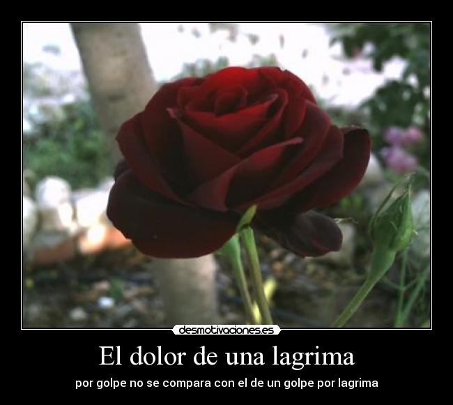 El dolor de una lagrima - por golpe no se compara con el de un golpe por lagrima