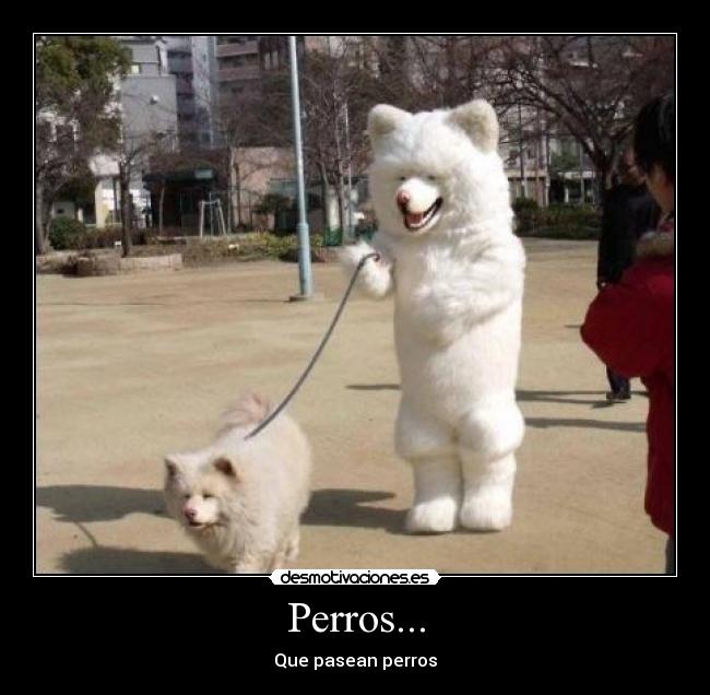Perros... -