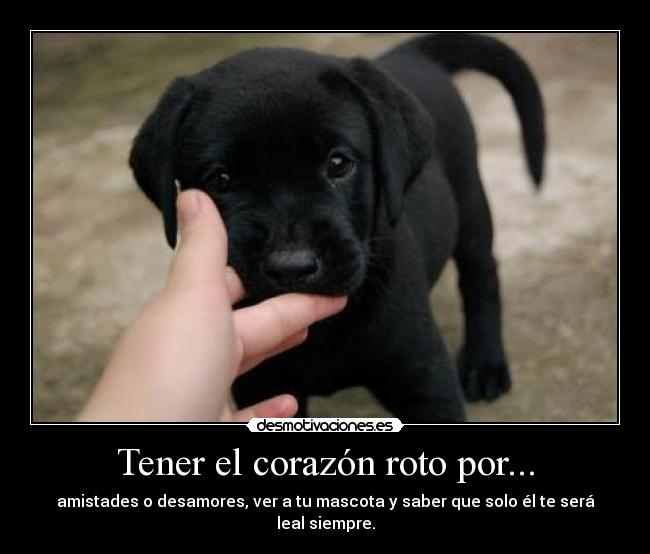 Tener el corazón roto por... - amistades o desamores, ver a tu mascota y saber que solo él te será leal siempre.