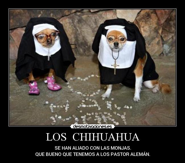 LOS CHIHUAHUA - SE HAN ALIADO CON LAS MONJAS.
QUE BUENO QUE TENEMOS A LOS PASTOR ALEMÁN.