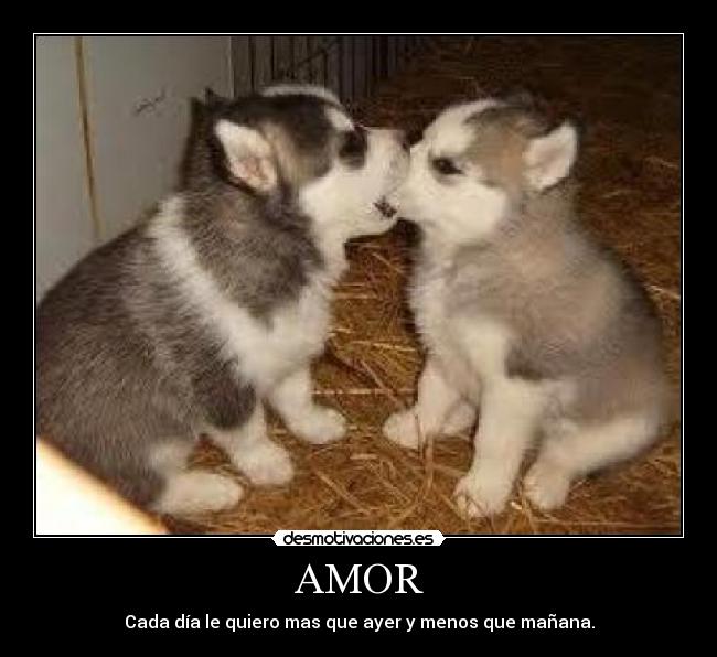AMOR -