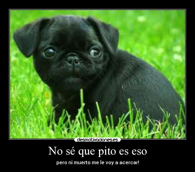 No sé que pito es eso -